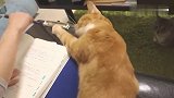 猫咪见干扰不到主人学习，最后干脆跟着主人一起学习