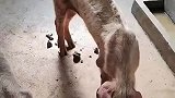 养了三个月的猪，猪却瘦成这样