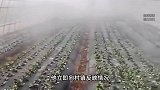 大棚遭断水，蔬菜被哄抢？菜农承包90座大棚几近绝收