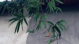 慢慢的听雨落下的声音，闭上眼让心静下来，归于自然。
