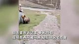 藏马熊入侵民宅疑觅食，警民联合控制仍遭剧烈反抗，抓捕现场曝光