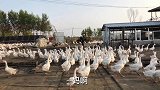 农民王小：跟在老妈背后又吃又喝突然回到童年，献给想家的人们
