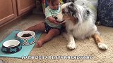 女孩使坏踹狗一下，结果狗狗恶搞女孩，镜头拍下全过程