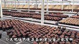 秋天到，肉肉状态全开，你觉得这8种多肉怎么样？