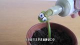 捕蝇草和黄蜂放在一起会怎样小伙大胆尝试，下一秒太意外！