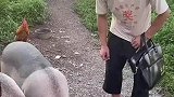 看来准备有烤猪吃了