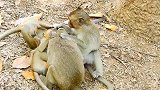 小猴子真是够了，动不动就打闹，真是闲着无聊！