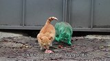 新的都市传说，绿色的猫咪见过没关于颜色大家争议不断