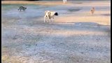 被猫咪包围的狗狗，最后只能灰溜溜的跑开