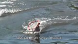 跨越种族的爱：狗狗不慎落水，海豚把跌进海里的狗狗救起！