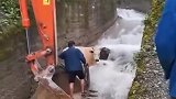 小牛我也不知道咋下来的，反正上不去了！