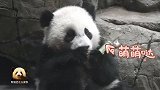 贪吃的小孩是什么样？熊猫宝宝生动演绎，可爱得一塌糊涂