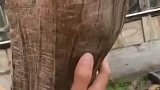 这只龟年事已高，送走了一代又一代人