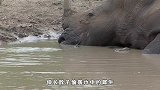 食肉水龟偷袭休息的犀牛，犀牛的反应太尴尬，犀牛：这是在挠痒痒