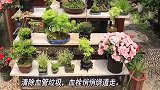 天然的血管清道夫，经常吃一点，清除血管垃圾，血栓悄悄绕道走