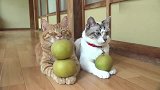 橘猫：本宝宝就是不松，铲屎的你能把我咋地