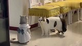 给母猫咪买了件新衣服，公猫不乐意了，穿这么漂亮给谁看呢