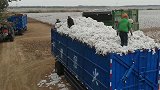 新疆农民卖棉花，拉运棉花的拖拉机延绵三四公里，场面很壮观