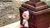 小伙脑洞大开，10万根火柴做烤鸡