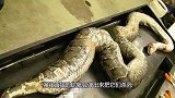 缅甸蟒，解剖后肚子里有蹄子，大肠里面便便超重