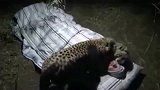 野外睡觉遇到豹，看上去他们还挺熟
