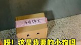 给狗狗取什么名字好呢