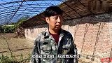 都说恶霸犬不能奔跑，看这两只恶霸犬，百米冲刺的速度、障碍弹跳