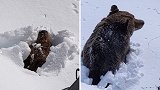 加拿大一头棕熊从冬眠中醒来 被拍到从雪里钻出