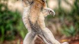 尬舞高手冕狐猴