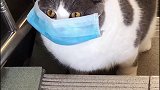 这是什么球嘎嘎猫镜像摇摇猫