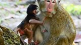 欢迎新宝宝！森林猴生了两个很可爱的宝宝