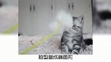 萌宠狸花猫，和虎斑猫的区别，你知道吗？