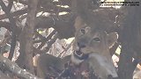 亚洲狮进食，吉尔森林公园