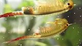 江苏发现史前物种仙女虾：与恐龙同时代卵 可存活上千万年