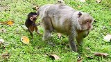 猴妈妈很高心小猴子长得很好，都是猴妈妈奶水的营养好