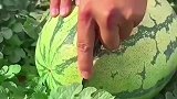 瓜农地里的西瓜熟了，掰开之后一看这是中毒了吗？