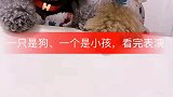 崽胖子和灰崽的表演