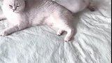 小猫：妈妈你这尾巴还真好玩！