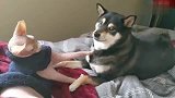 柴犬给猫咪舔毛，猫咪却很嫌弃的走开了，狗：好尴尬呀！