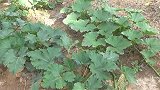受苦回家，媳妇合理搭配大盆拌菜馏糕，猛加老陈醋，小日好充实