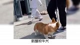 宠物冷知识：萌宠狗为什么爱咬人的脚后跟？