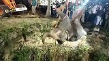 印度：一小象被狗追赶掉进井中，救援队花16小时将其救出