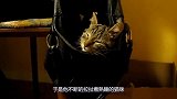 主人拉扯熟睡的猫咪，猫咪的反应，够我笑一年了！