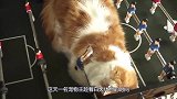 主人拉扯熟睡的猫咪，猫咪的反应，够我笑一年了！