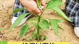 你学会了吗