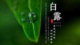 白露：暑退凉风起 闲饮白露茶