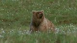 棕熊-明明是熊的身体，偏偏又有狮子的心，但也要减肥啦胖哥