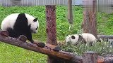 当熊猫遇上黏人的小伙伴，场面萌翻了：不要跟着我！