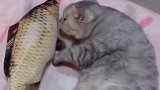 这条鱼没有一只猫咪能抗拒得了，不信带走一条试试
