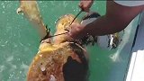 海龟的脖子被勒了很大的一道伤痕，幸亏遇到了好心的渔民大哥